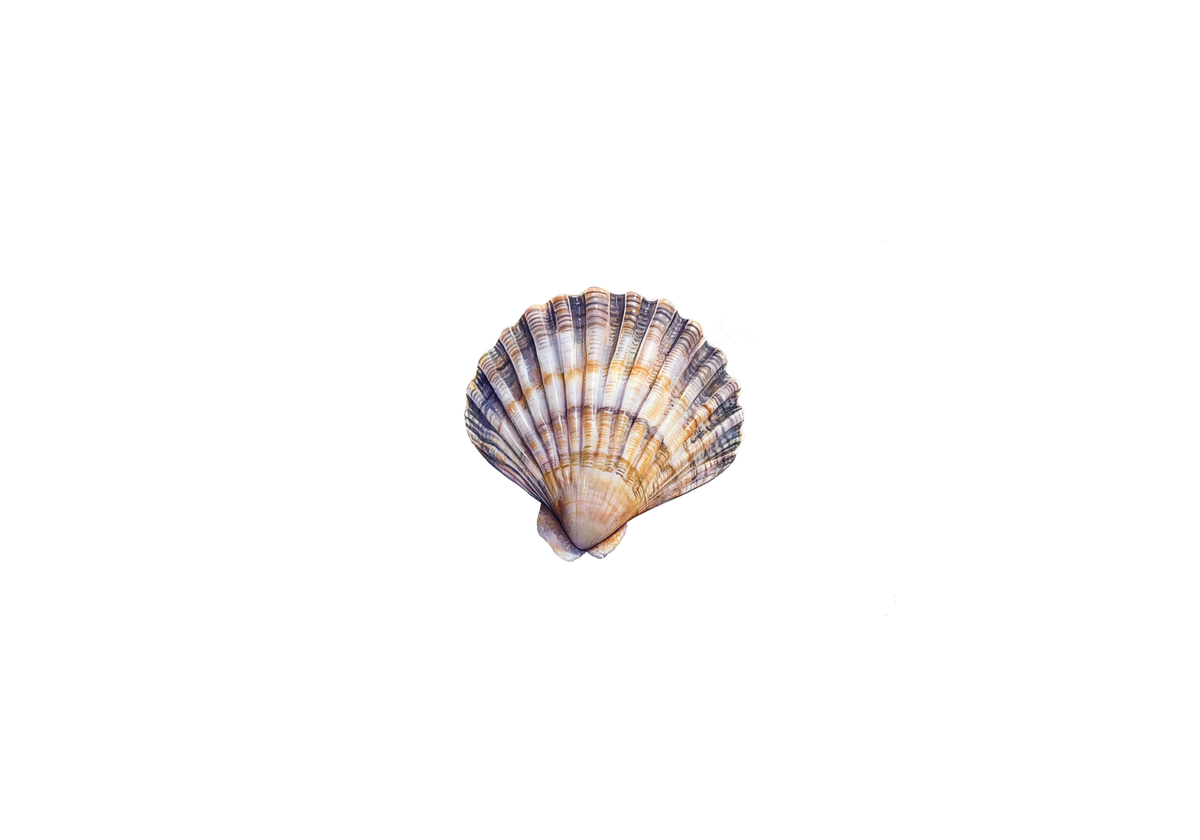 Scallop Seashell Throw Pillow | Watercolor Beach Shell Decorative Pillow | Coastal Home Gift