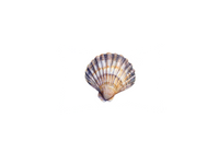 Thumbnail for Scallop Seashell Throw Pillow | Watercolor Beach Shell Decorative Pillow | Coastal Home Gift